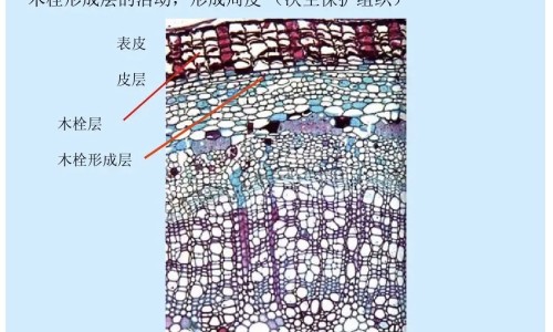 手指甲的作用网- 手指甲麻麻的怎么回事知识,分享手指甲的作用有哪些